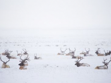 Party of bull elk