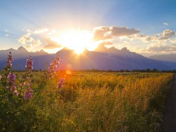 Wildflowers and tetons